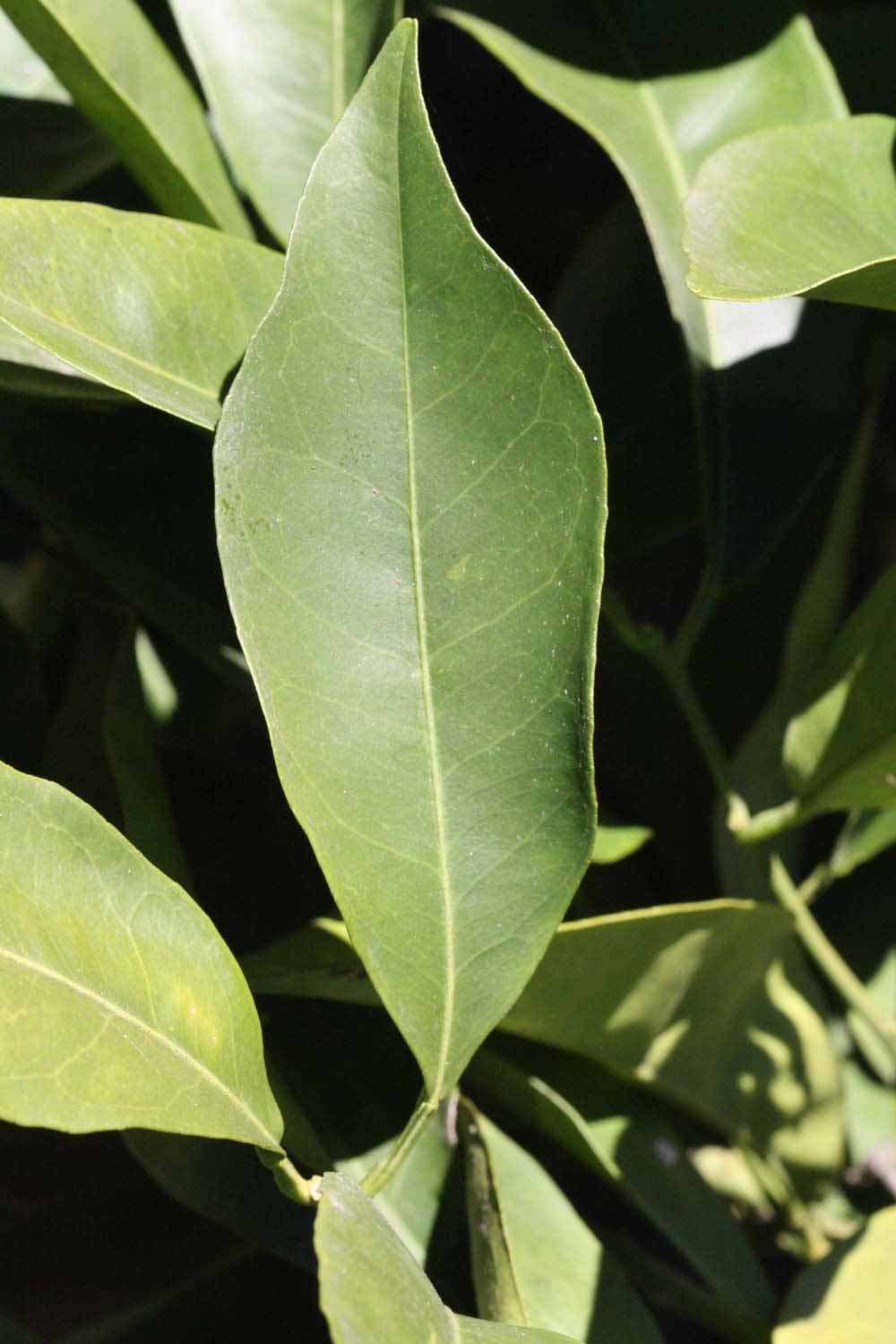              Unifoliolate leaf (Riverside, CA)       